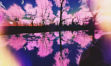 夜桜　反面 プリ画像