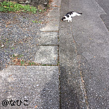 猫と田舎道の画像(自然に関連した画像)