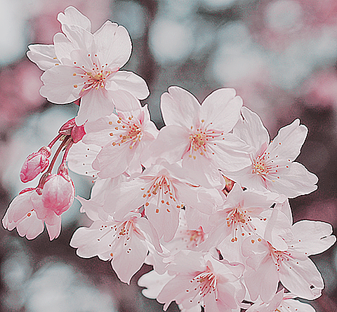 桜 完全無料画像検索のプリ画像 Bygmo