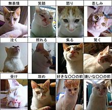 ニャンコの表情の画像(猫さんネタに関連した画像)