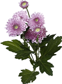 背景透明 花の画像763点 完全無料画像検索のプリ画像 Bygmo