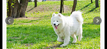 山下智久さんお気に入り犬種「サモエド」1頭約100万円の画像(エドに関連した画像)