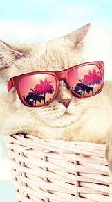 夏 猫の画像412点 完全無料画像検索のプリ画像 Bygmo