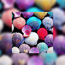 貝殻 プリ画像