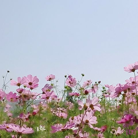 癒し 花の画像376点 完全無料画像検索のプリ画像 Bygmo