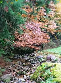 風景（渓流の秋）の画像(紅葉に関連した画像)