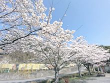 風景写真　桜　の画像(花見に関連した画像)