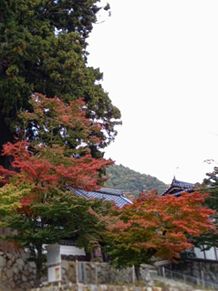 お寺の紅葉の画像(京都に関連した画像)