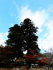 お寺の紅葉とそびえ立つ大木の画像(京都府に関連した画像)