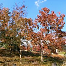 公園の紅葉🍂の画像(京都府に関連した画像)