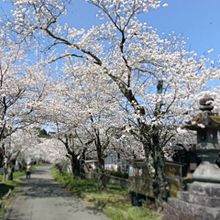 桜の通り抜け🌸　風流 プリ画像