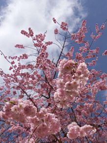 シダレザクラ　紅支垂れ桜 プリ画像