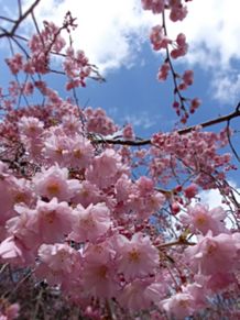 シダレザクラ　紅支垂れ桜🌸 プリ画像