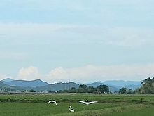 飛び立つ白鷺🕊️　（実写）の画像(夏 風景に関連した画像)