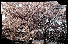 桜咲く プリ画像