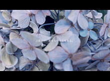枯れ紫陽花 プリ画像