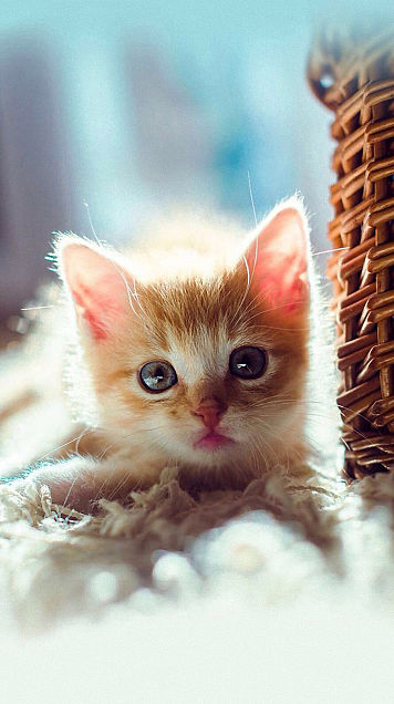 子猫 かわいい 高画質の画像10点 完全無料画像検索のプリ画像 Bygmo