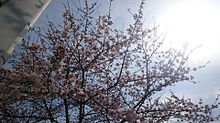 桜の画像(空/雲/昼/夜/星/月に関連した画像)