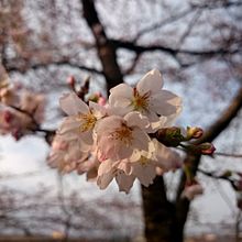 桜の画像(空/雲/昼/夜/星/月に関連した画像)