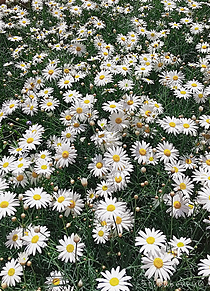 可愛い 花の画像181点 完全無料画像検索のプリ画像 Bygmo