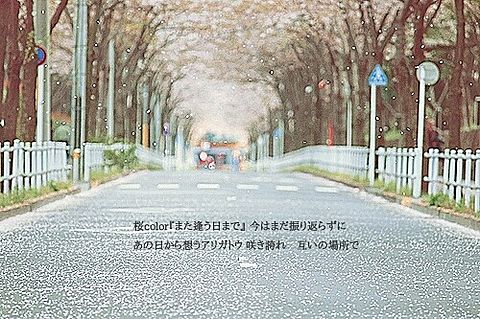 桜colorの画像(プリ画像)