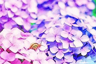 紫陽花の画像(プリ画像)