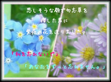 花言葉の画像(紫苑 花に関連した画像)