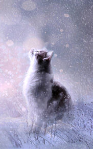 猫 雪の画像622点 完全無料画像検索のプリ画像 Bygmo