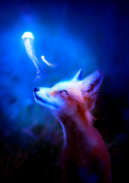 幻想的 狐の画像14点 完全無料画像検索のプリ画像 Bygmo