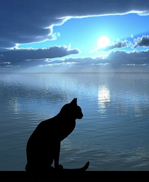黒猫の居る風景 完全無料画像検索のプリ画像 Bygmo
