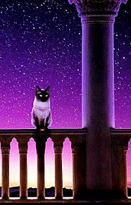 夜空 猫の画像102点 完全無料画像検索のプリ画像 Bygmo