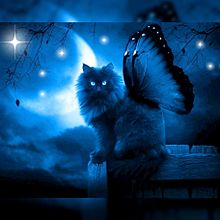 夜空 猫の画像103点 完全無料画像検索のプリ画像 Bygmo