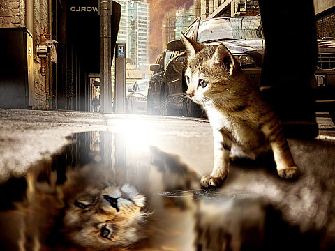 猫 ライオンの画像51点 完全無料画像検索のプリ画像 Bygmo