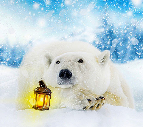 冬ʕ ᴥ ʔシロクマさん 完全無料画像検索のプリ画像 Bygmo