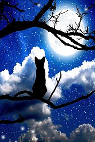 月夜の猫の画像(幻想的に関連した画像)