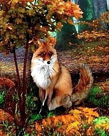 秋狐🦊🍂の画像(黄葉に関連した画像)