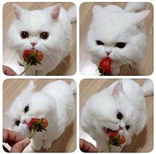 White cat with strawberry プリ画像