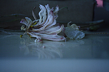 枯れた花の画像15点 完全無料画像検索のプリ画像 Bygmo