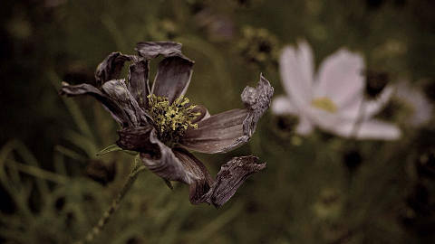 枯れた花は美しい 完全無料画像検索のプリ画像 Bygmo