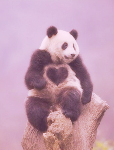 幸せを呼ぶパンダ 完全無料画像検索のプリ画像 Bygmo