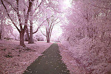 ピンク 壁紙 春 景色の画像8点 完全無料画像検索のプリ画像 Bygmo