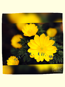 1月1日の誕生花の画像(1月 誕生花に関連した画像)