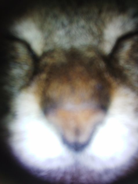 猫の顔どアップの画像 プリ画像