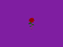薔薇/バラ/紫 プリ画像
