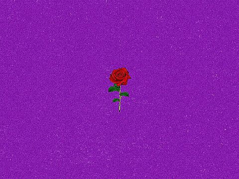 薔薇/バラ/紫/ざらざら加工の画像 プリ画像