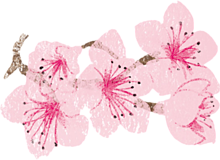 桜 スタンプ 背景透明の画像15点 完全無料画像検索のプリ画像 Bygmo