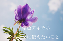 アネモネ 花 紫の画像8点 完全無料画像検索のプリ画像 Bygmo