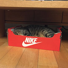 NIKE猫の画像(箱ネコに関連した画像)