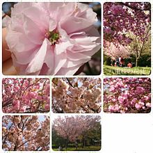 八重桜の花見