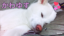 秋田犬白雪の画像(秋田犬に関連した画像)